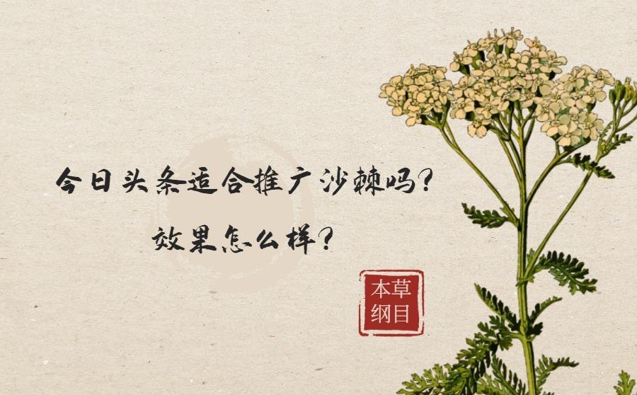 <b>今日头条适合推广沙棘吗？效果怎么样？</b>