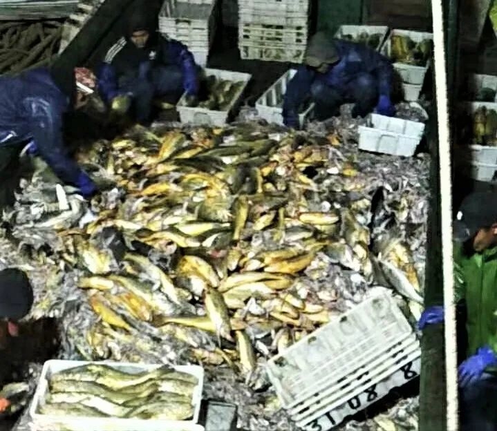 3千斤黄鱼价值400万(野生黄鱼多少一个)