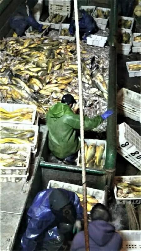 3千斤黄鱼价值400万(野生黄鱼多少一个)