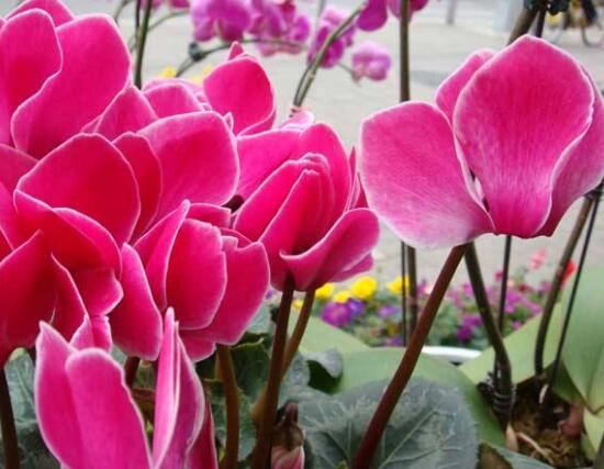 仙客来的花语是什么（仙客来的花语和寓意）