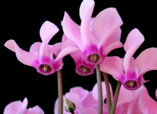 仙客来的花语是什么（仙客来的花语和寓意）