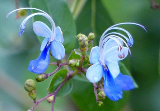 仙客来的花语是什么（仙客来的花语和寓意）