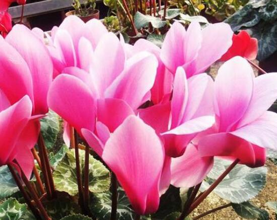 仙客来的花语是什么（仙客来的花语和寓意）