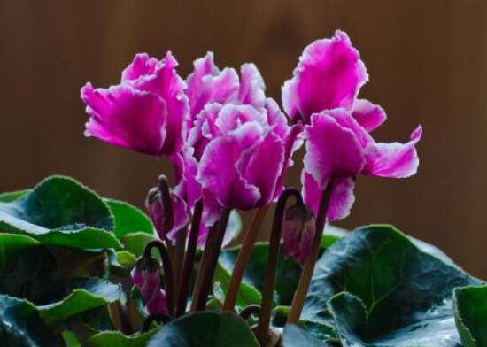 仙客来的花语是什么（仙客来的花语和寓意）
