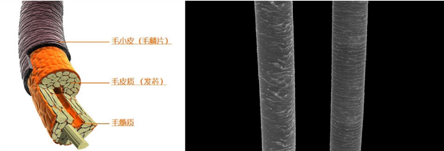 丝蕴无硅油洗发水多少钱一瓶(丝蕴洗发水多少钱效果怎么样)
