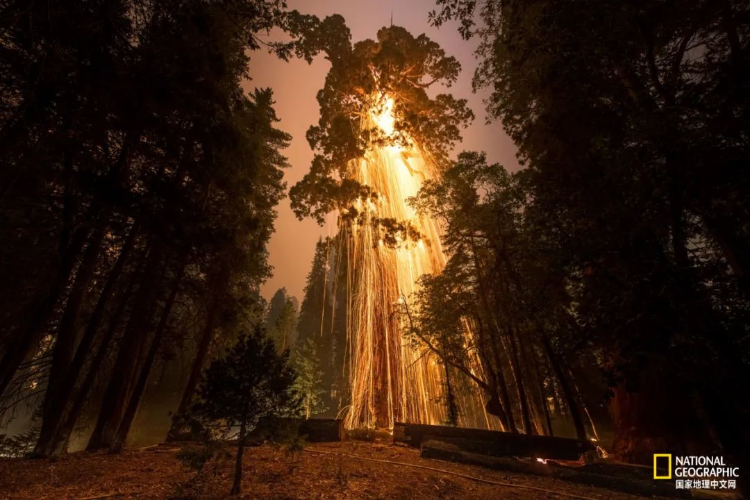 上古神树若木的花(上古神树小说)