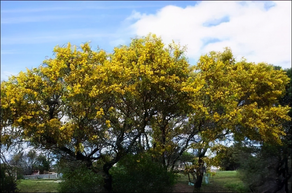 万芳得精油(万芳得精油怎么样)