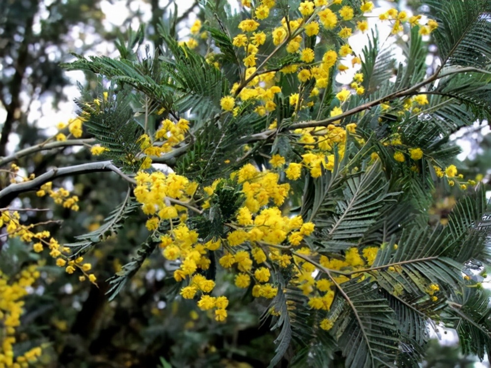 万芳得精油(万芳得精油怎么样)