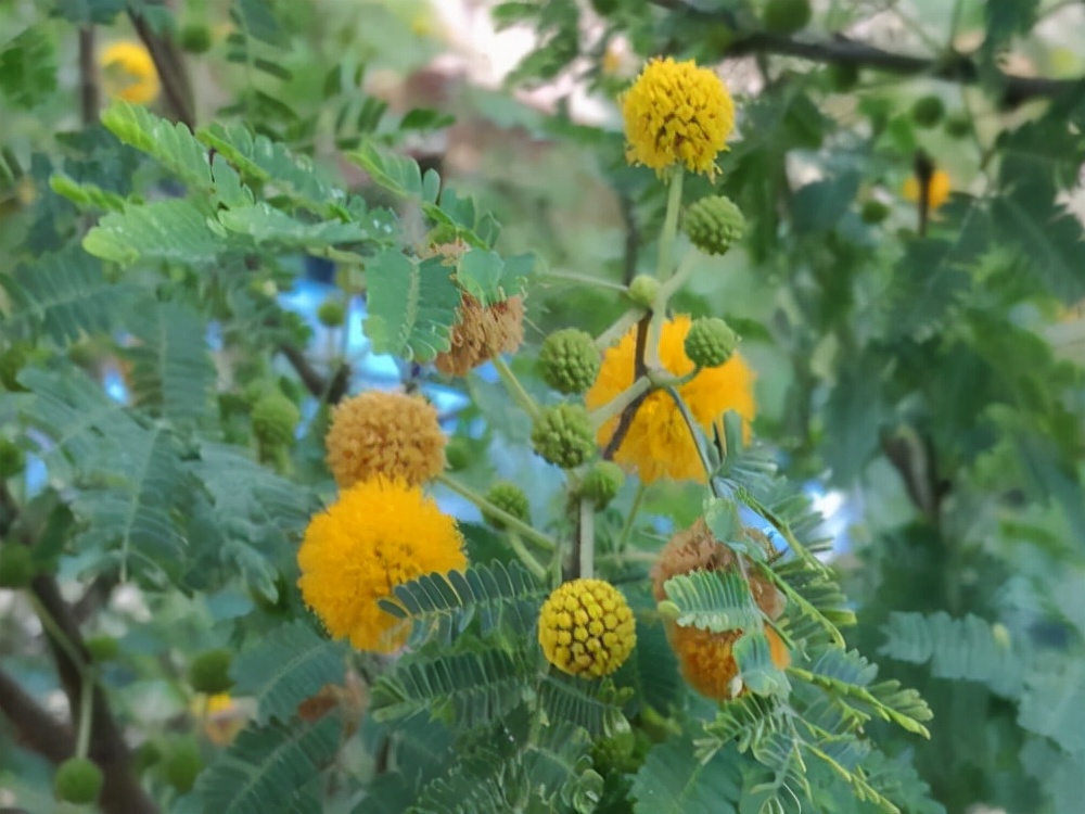 万芳得精油(万芳得精油怎么样)