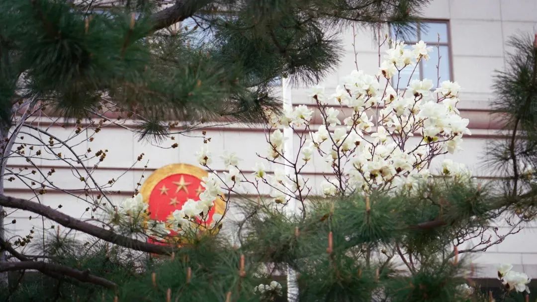 芳菲四月，春意正酣丨“天平杯·随手拍”大赛作品展播