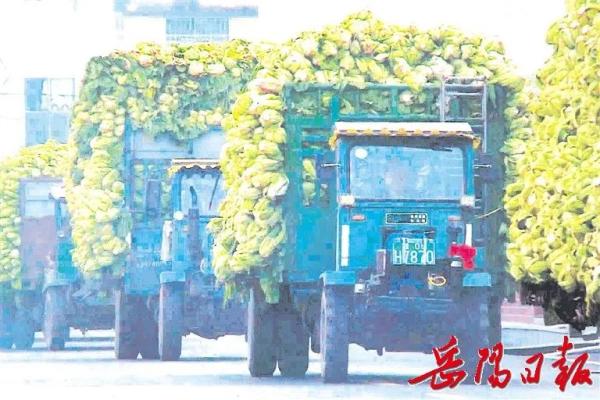 “土坑酸菜”被扒，背后的男人藏不住了