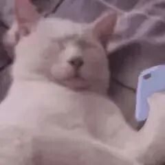 制裁俄罗斯猫和树以及芭蕾舞，连柴可夫斯基也不放过！网友：连呼吸都有错？