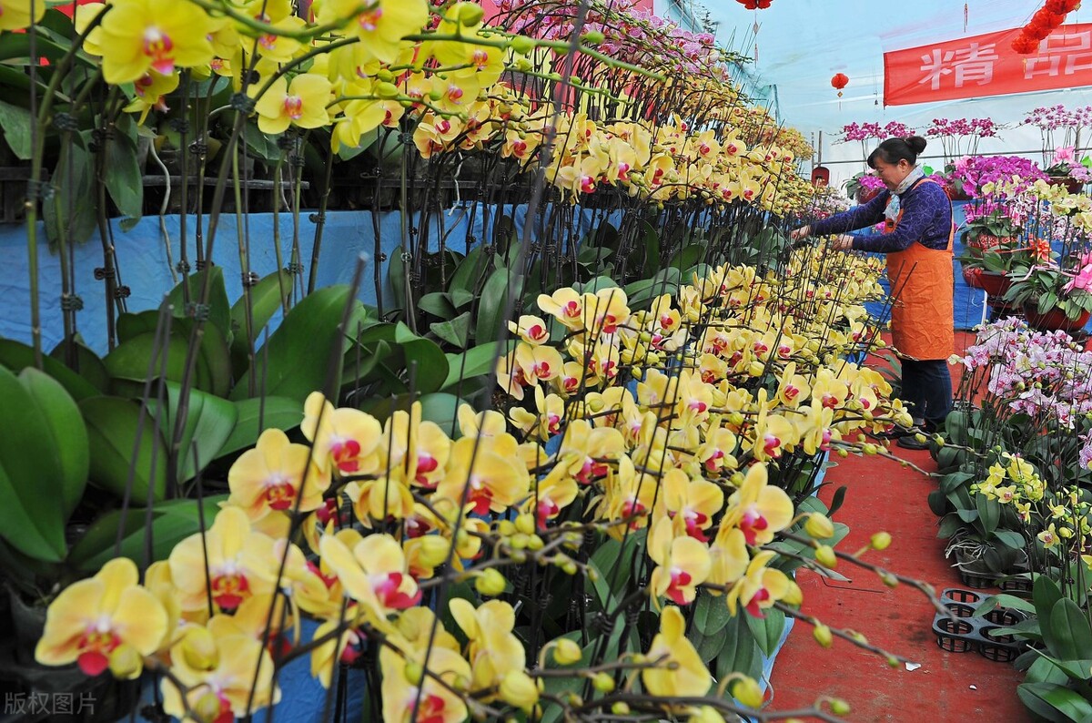 什么批发生意好做（花卉批发市场越大越好吗）(2)