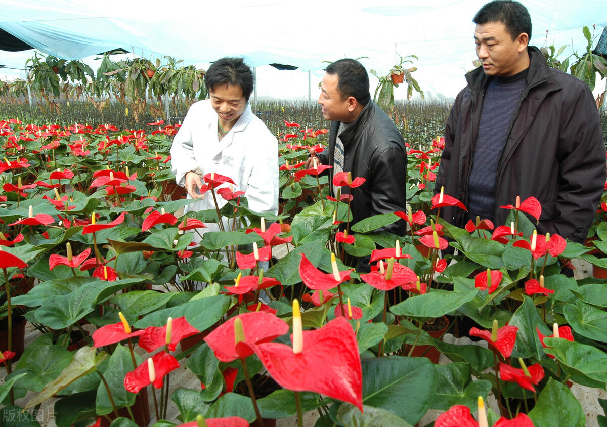 什么批发生意好做（花卉批发市场越大越好吗）(1)