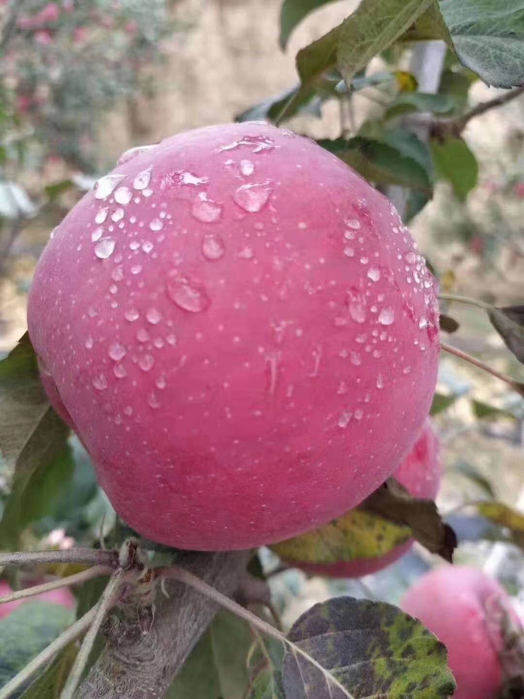 做苹果批发怎么找销路（苹果一手货源怎么销售）(2)