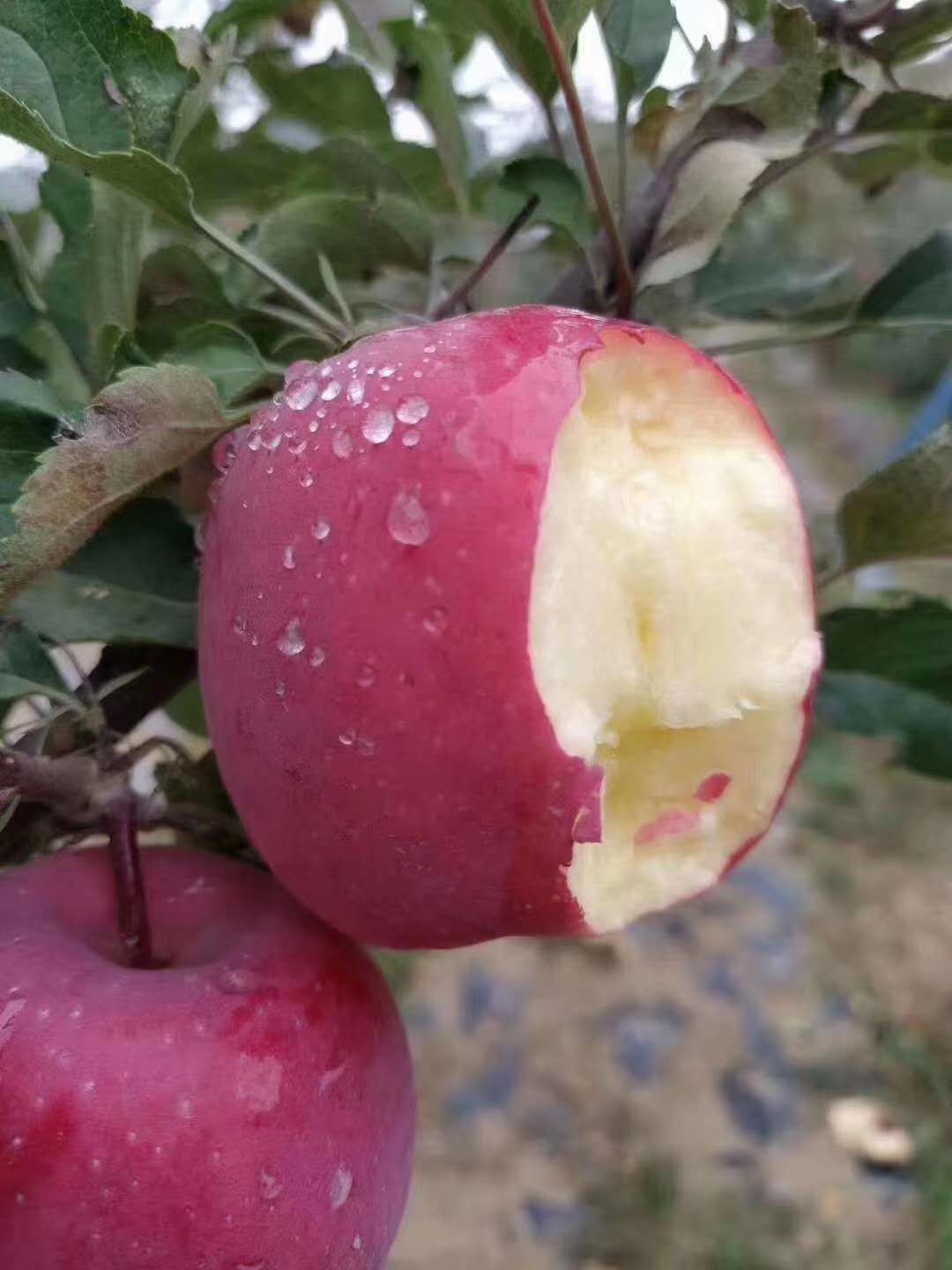 做苹果批发怎么找销路（苹果一手货源怎么销售）(3)