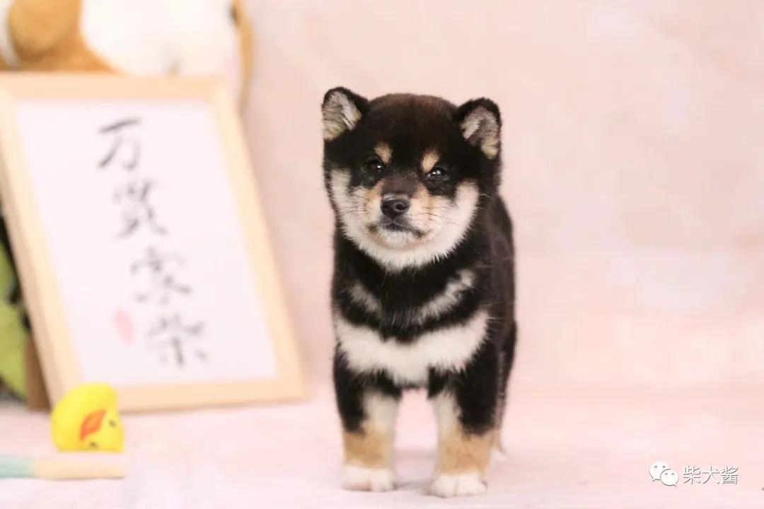 在淘宝买狗怎么个流程（线上入手柴犬靠谱吗）(2)