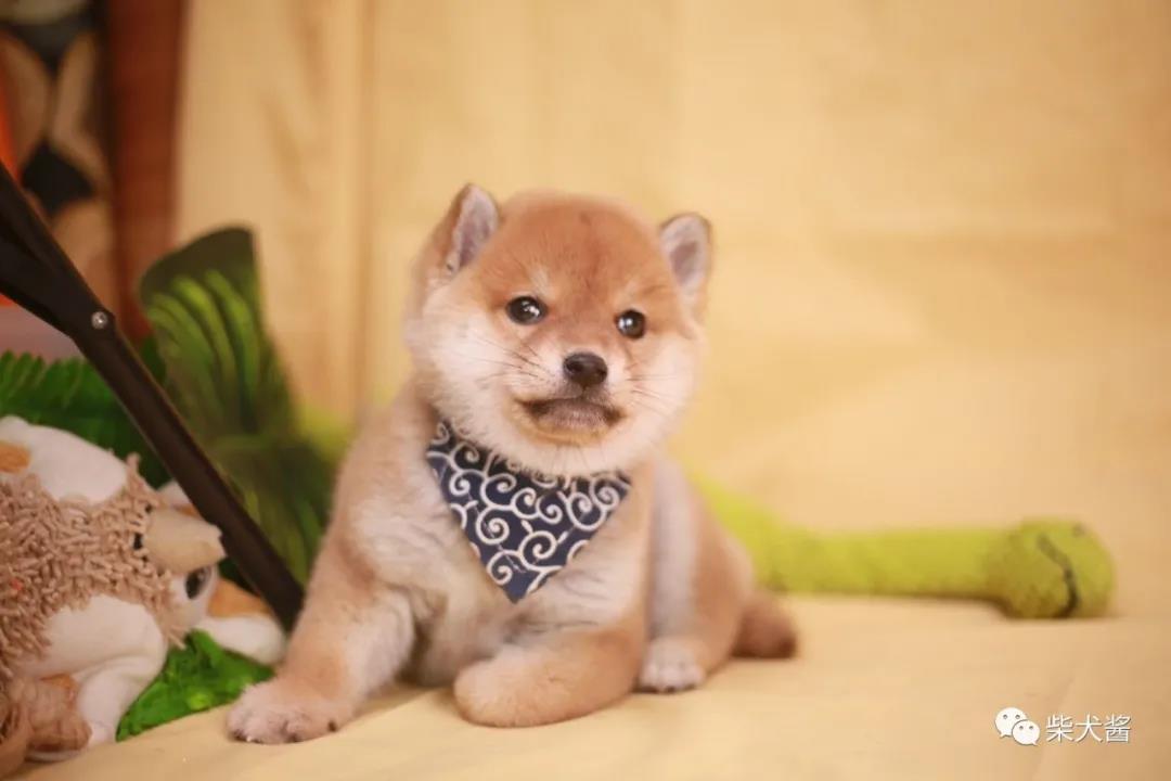 在淘宝买狗怎么个流程（线上入手柴犬靠谱吗）(1)