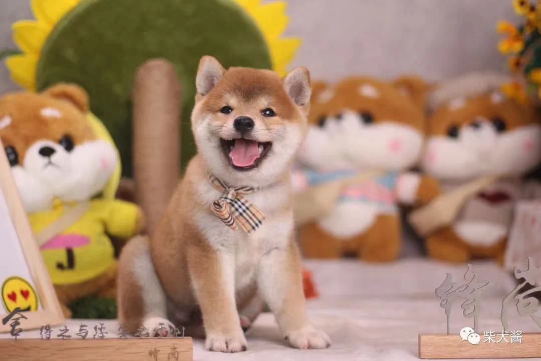 在淘宝买狗怎么个流程（线上入手柴犬靠谱吗）(3)