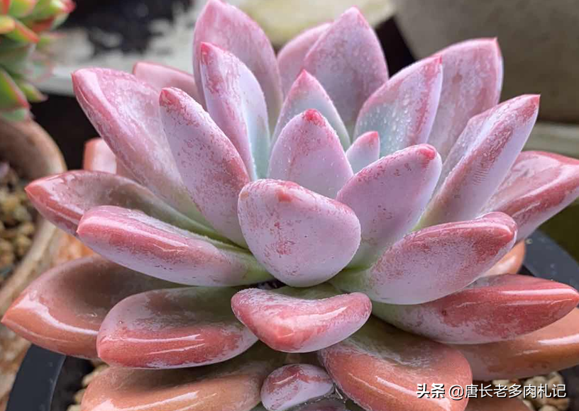 多肉植物带盆快递包装邮寄（网购的多肉自带盆还用换盆吗）(1)
