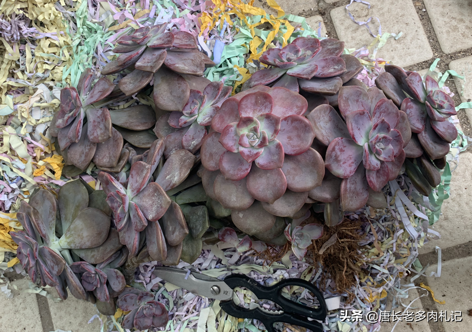 多肉植物带盆快递包装邮寄（网购的多肉自带盆还用换盆吗）(2)