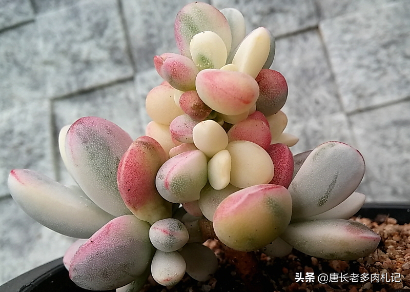 多肉植物带盆快递包装邮寄（网购的多肉自带盆还用换盆吗）(3)