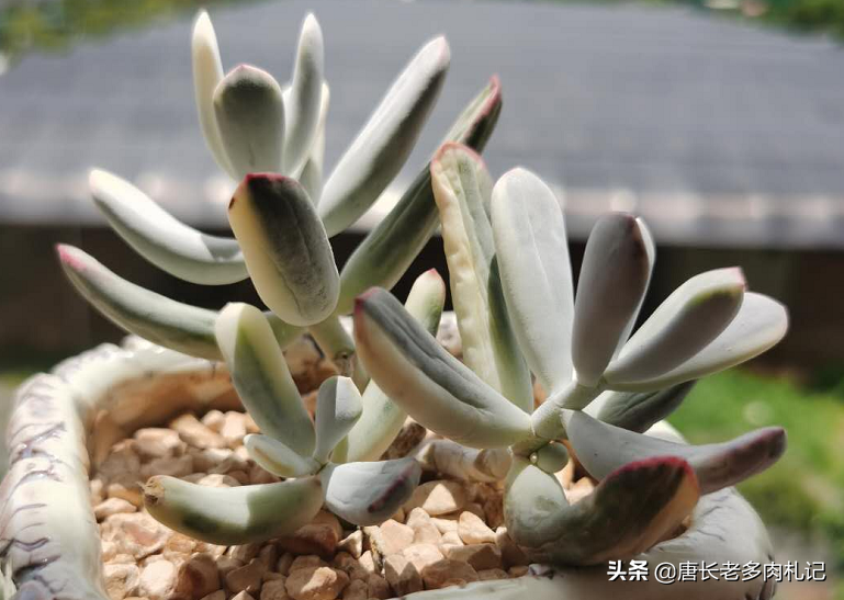 多肉植物带盆快递包装邮寄（网购的多肉自带盆还用换盆吗）(4)