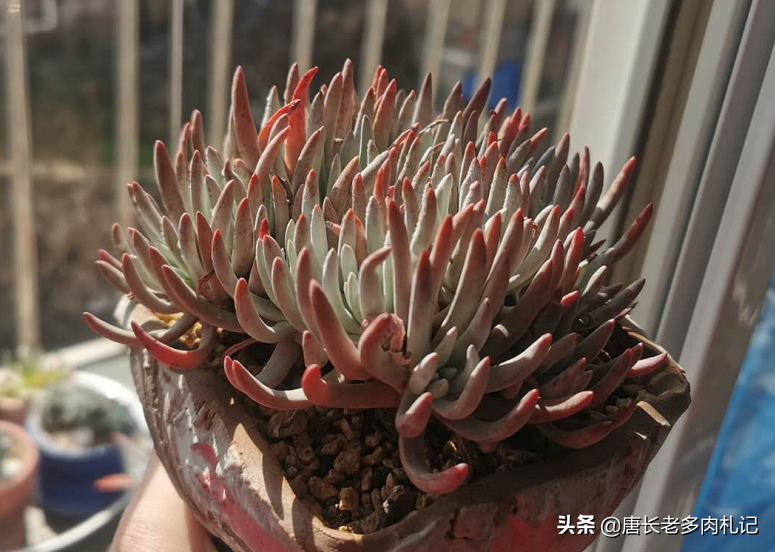 多肉植物带盆快递包装邮寄（网购的多肉自带盆还用换盆吗）(6)
