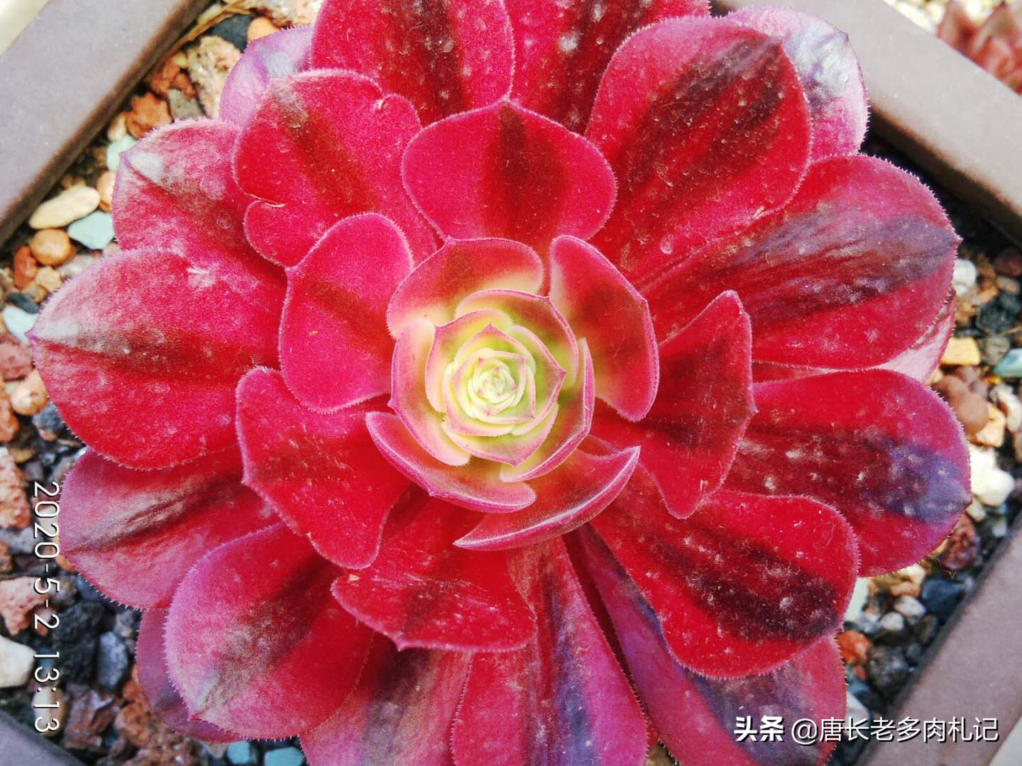 多肉植物带盆快递包装邮寄（网购的多肉自带盆还用换盆吗）(5)