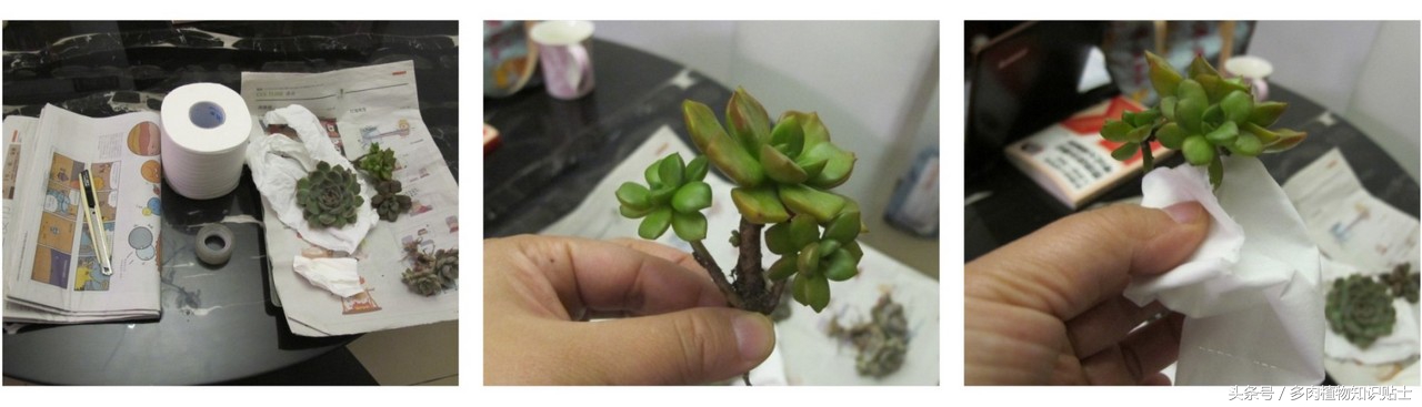 多肉植物快递怎样包装（购买多肉植物的步骤）(1)