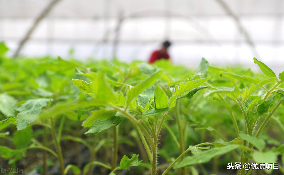 微信卖菜月收入两万是怎么做到的?（在朋友圈卖菜能赚钱吗）(2)